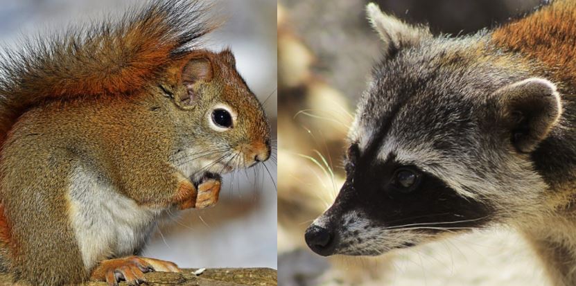 2018-02 RWS squirrel vs raccoon - Regional Wildlife Services