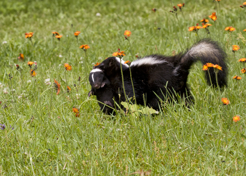 How To Get Rid Of Skunks From Your Property And Prevent Them From Coming Back Regional Wildlife Services
